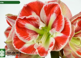 hippeastrum Samba ® (2)